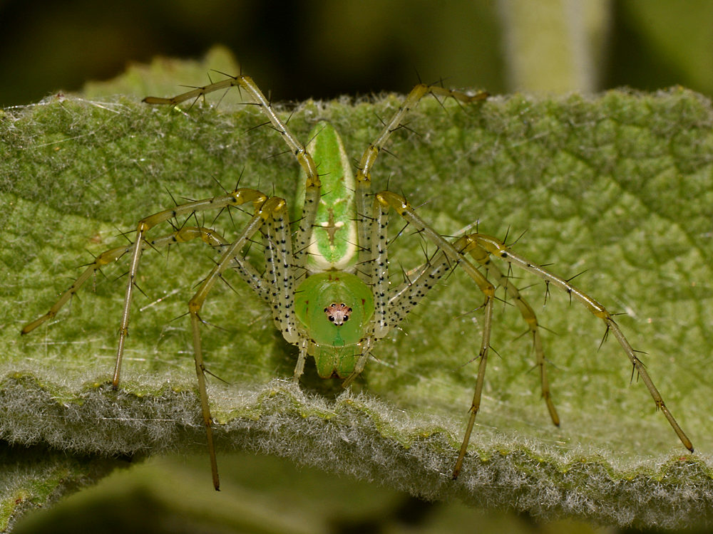 Spider2.jpg