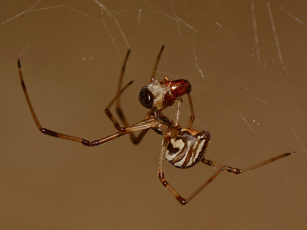 Spider2.jpg