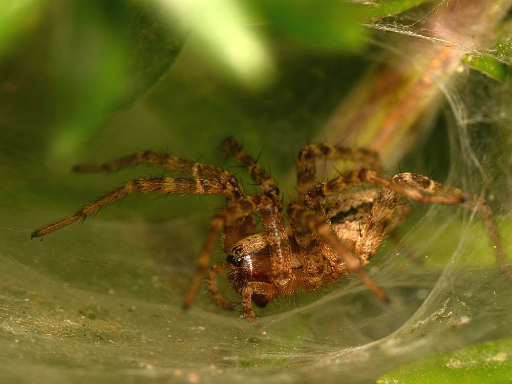 Spider2.jpg