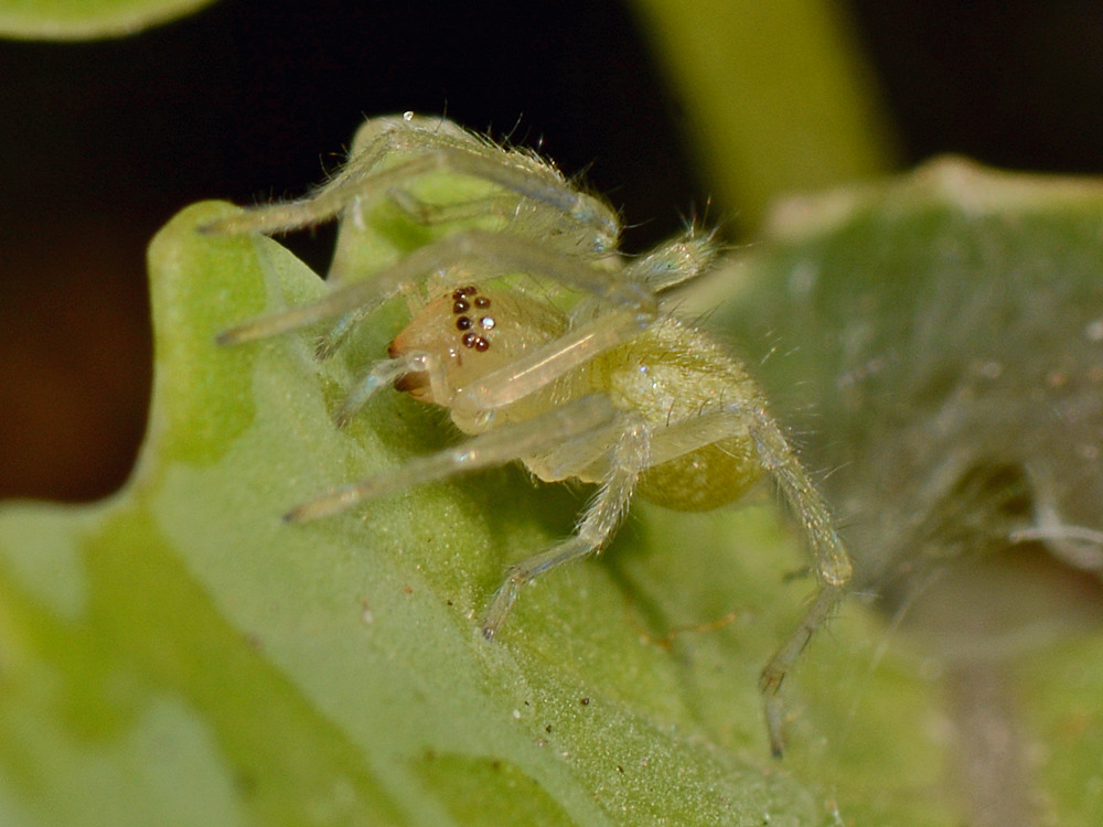 Spider2.jpg
