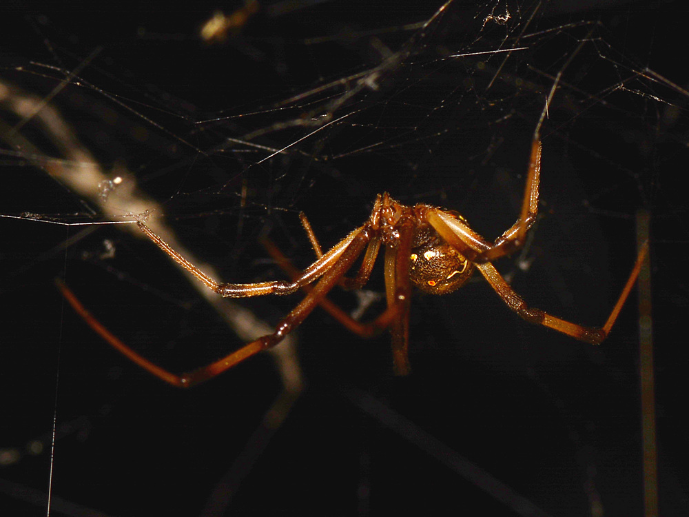 Spider2.jpg