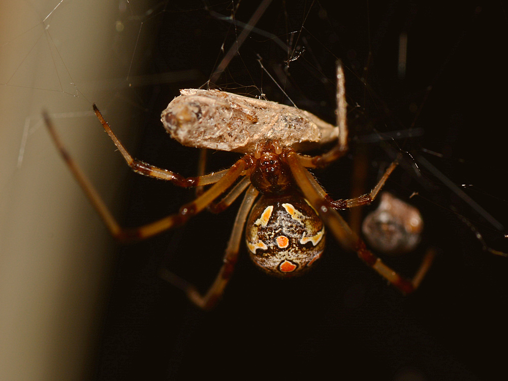 Spider2.jpg