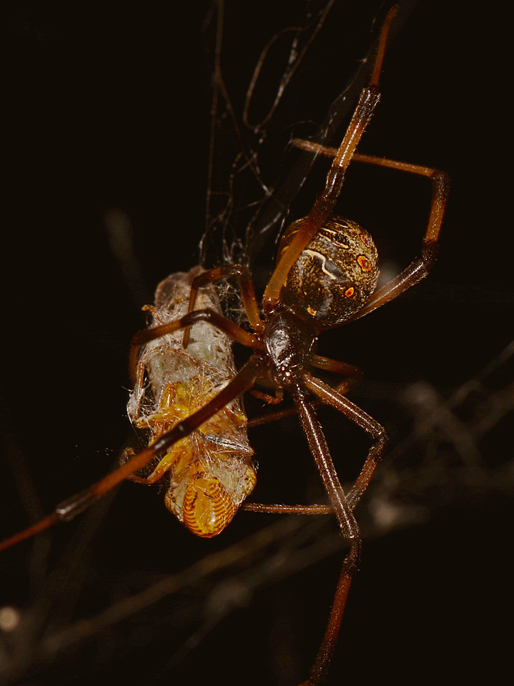 Spider2.jpg