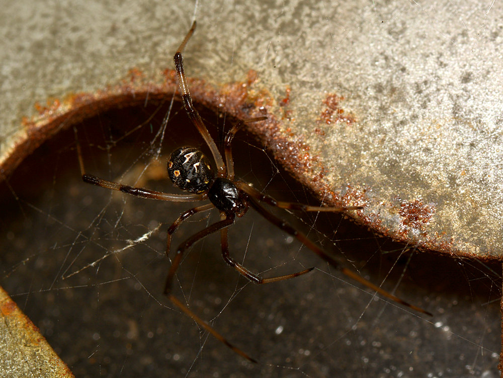 Spider2.jpg