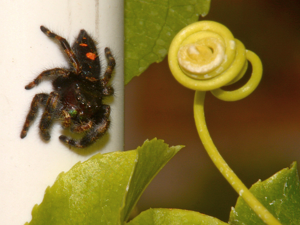 Spider2.jpg