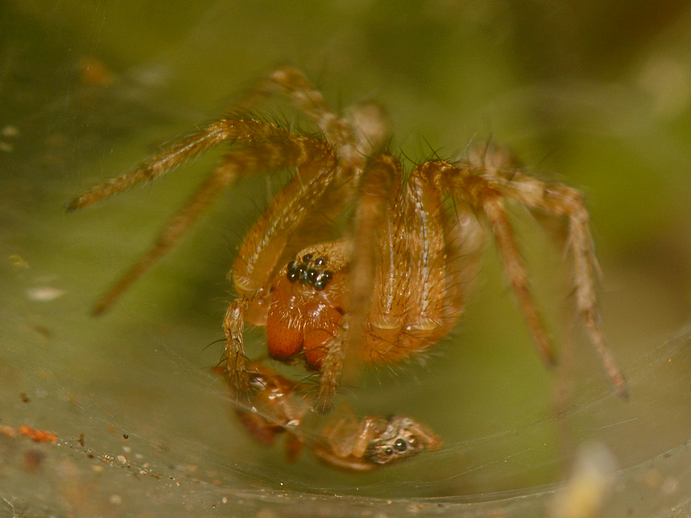 Spider2.jpg