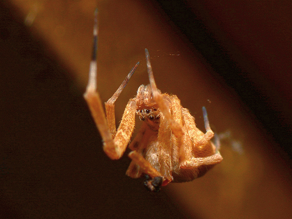 Spider2.jpg