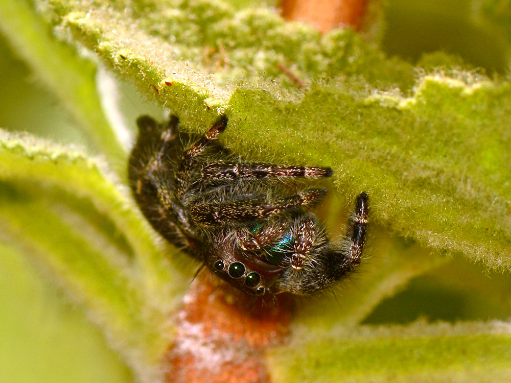 Spider2.jpg