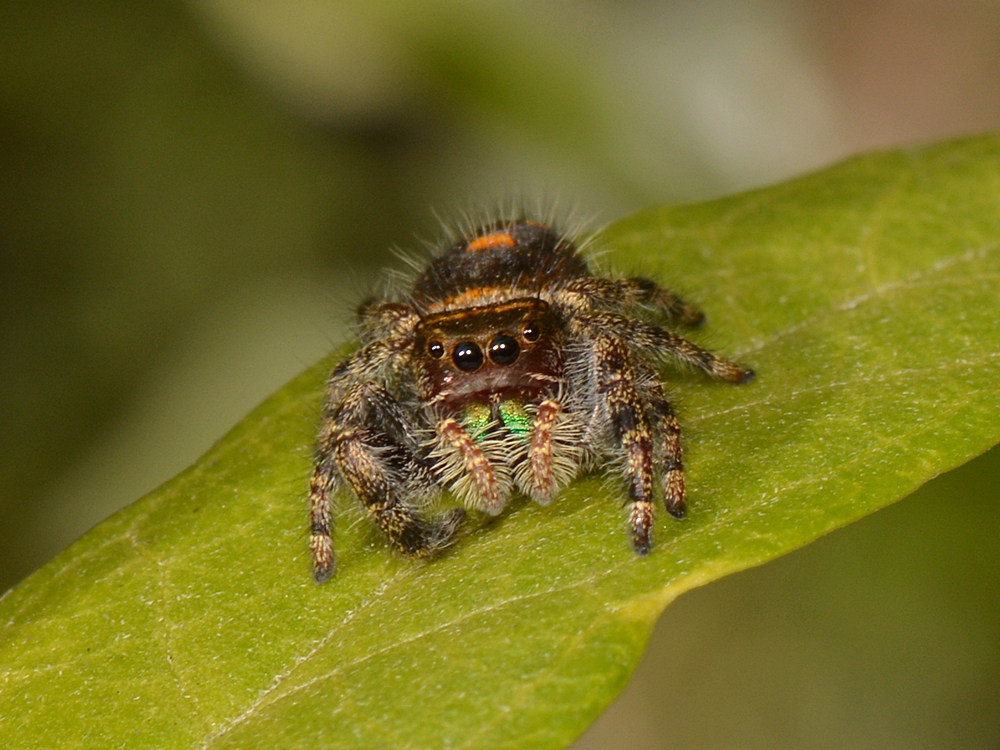 Spider2.jpg
