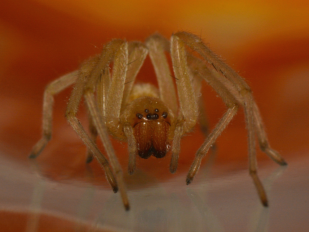 Spider2.jpg