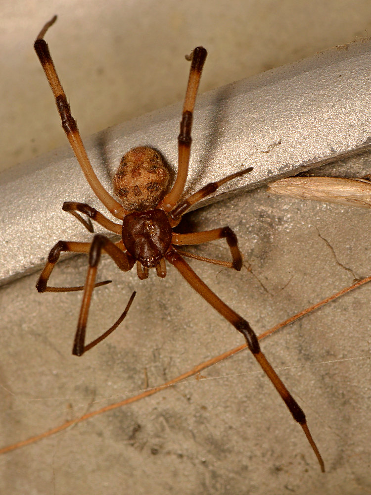 Spider2.jpg