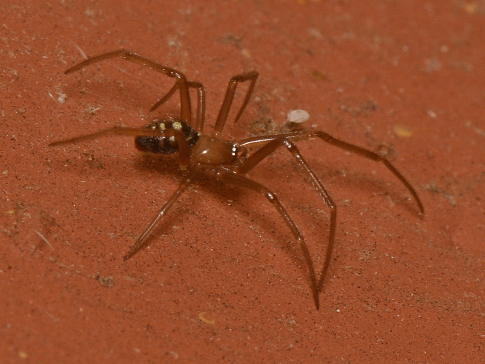 Spider2.jpg
