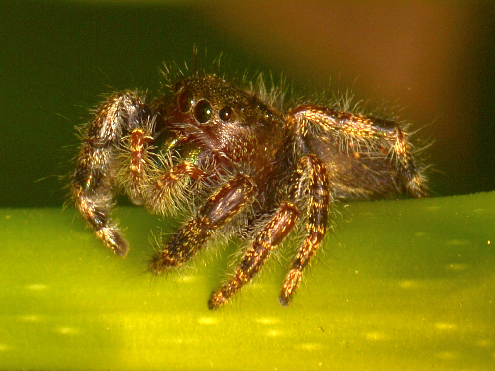Spider2.jpg