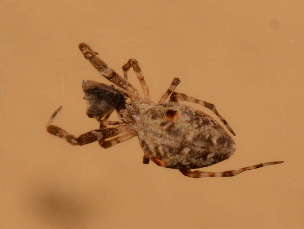 Spider2.jpg