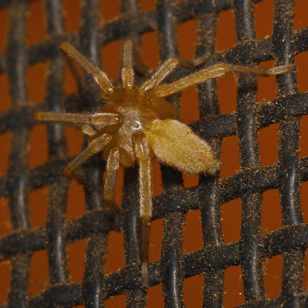 Spider2.jpg