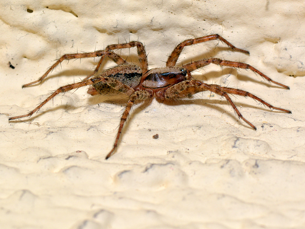 Spider2.jpg