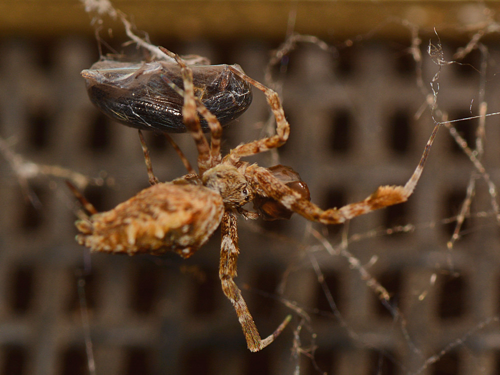 Spider2.jpg