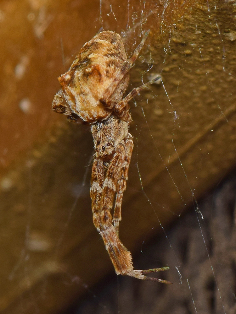 Spider2.jpg