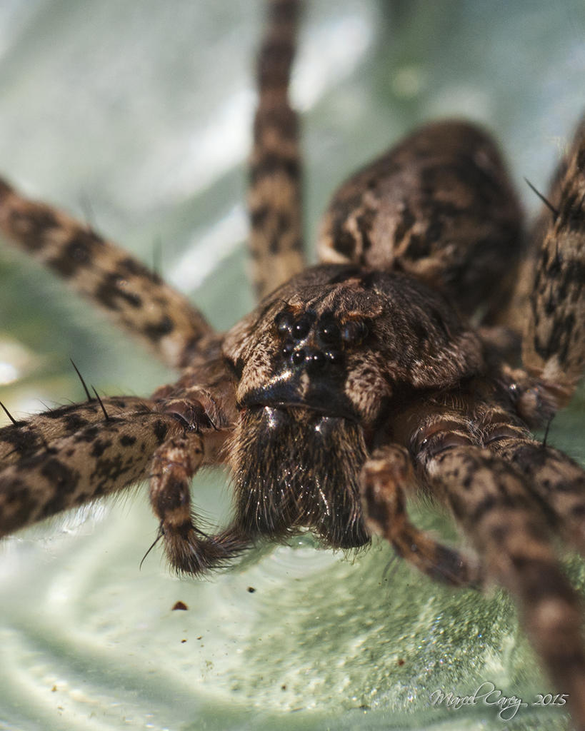 spider2.jpg