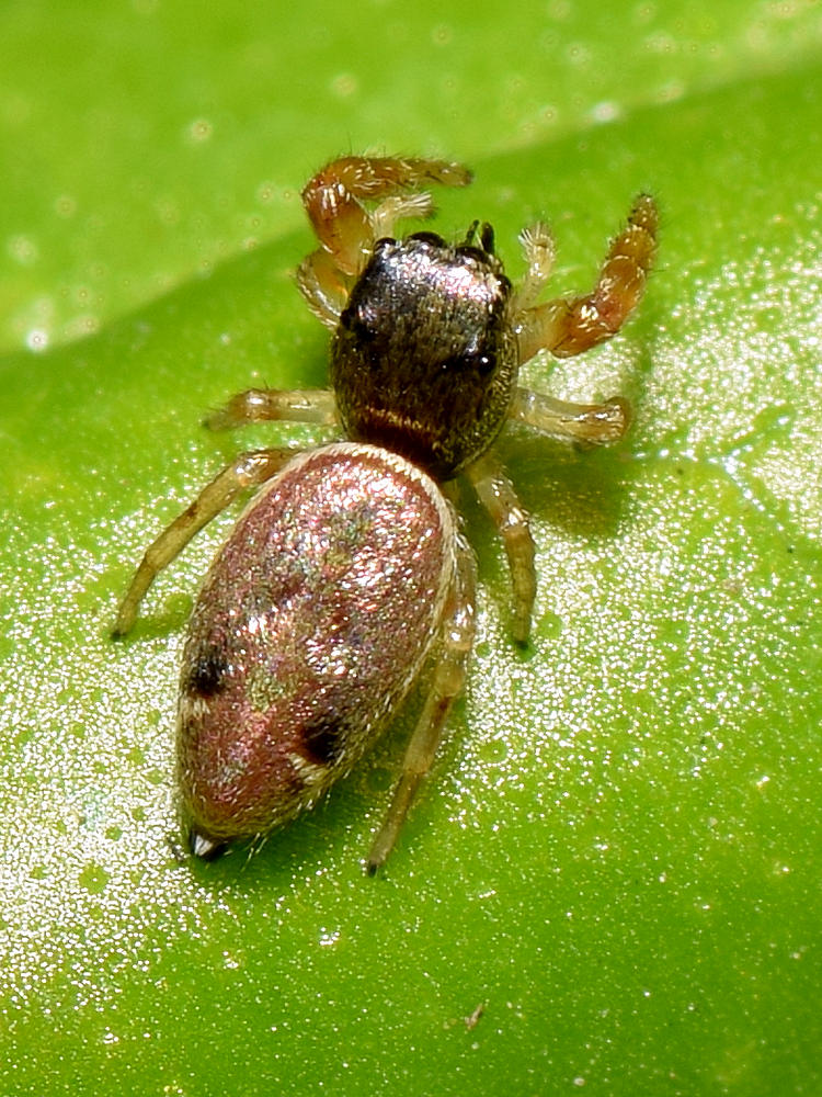 Spider2.jpg