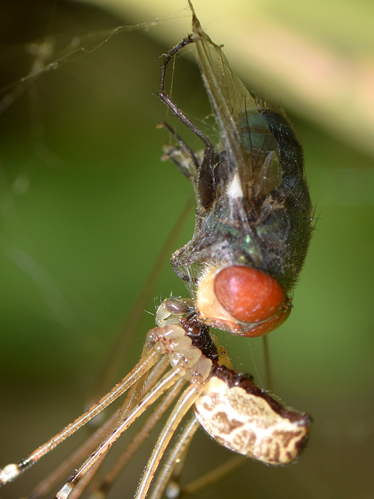 Spider2.jpg