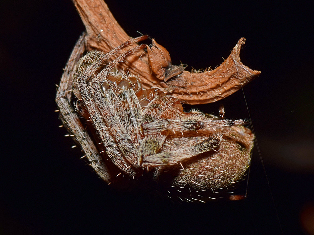 Spider2.jpg