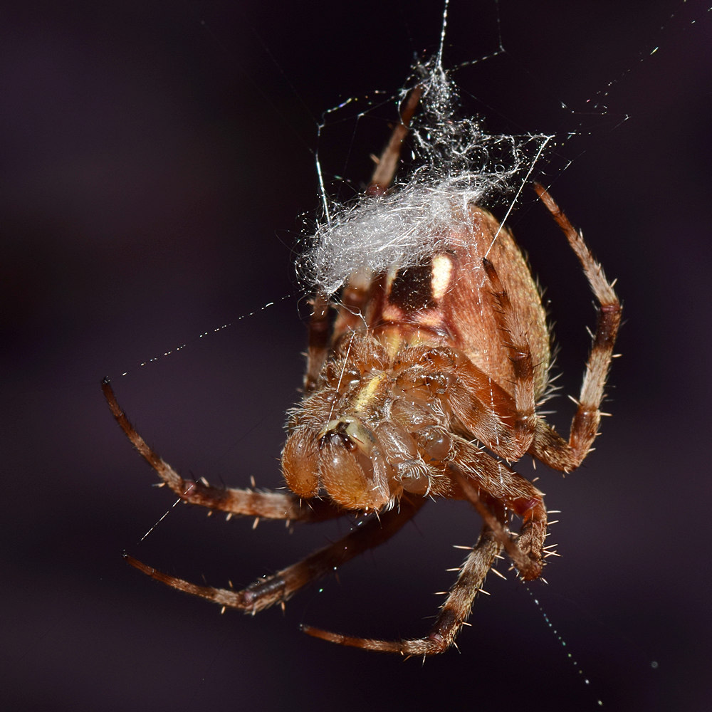 Spider2.jpg