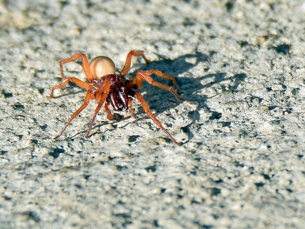Spider2.jpg