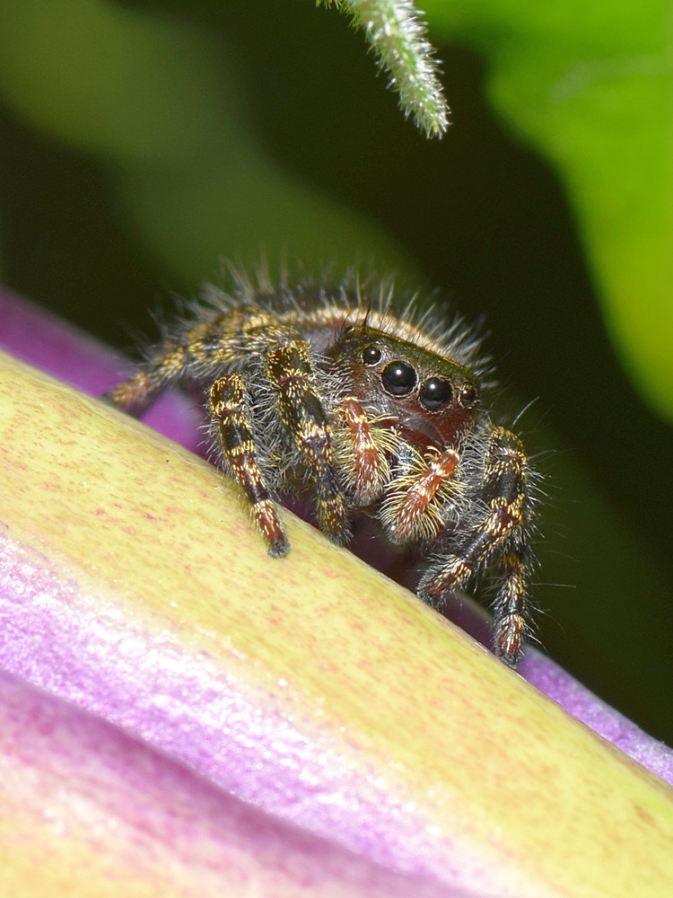 Spider2.jpg