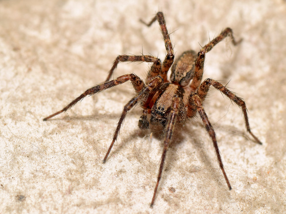 Spider2.jpg