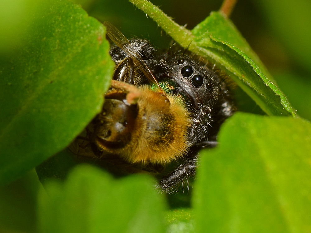 Spider2.jpg