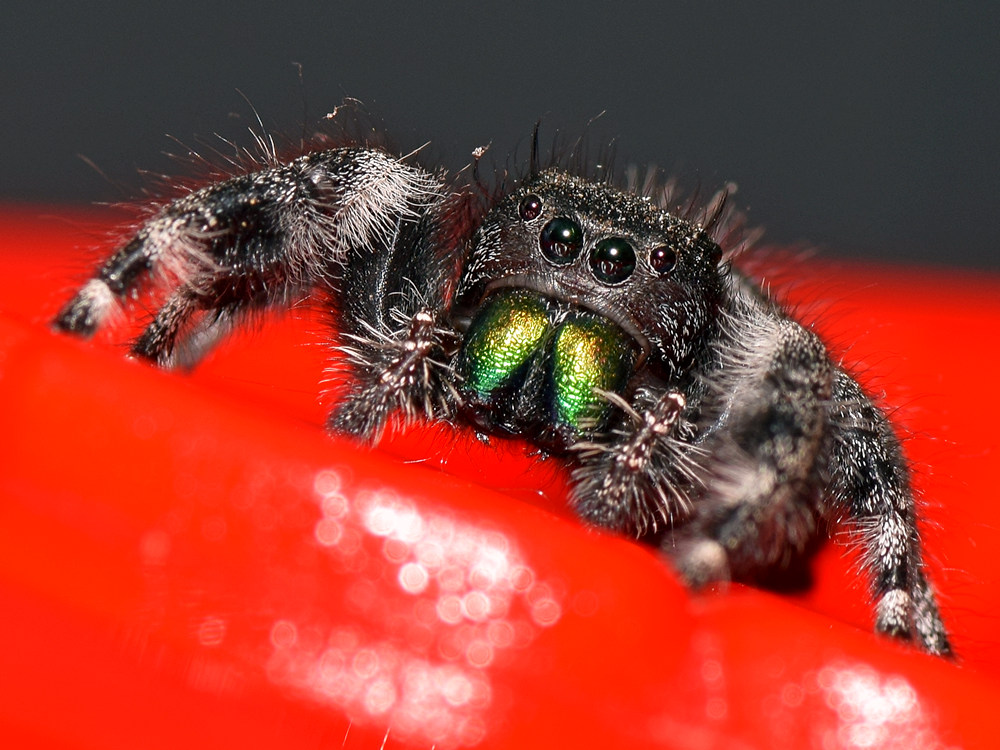 Spider2.jpg