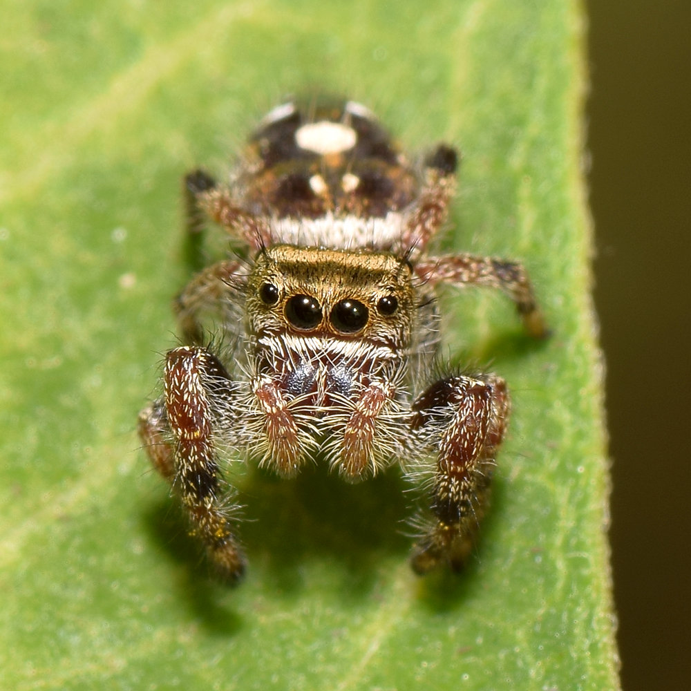 Spider2.jpg