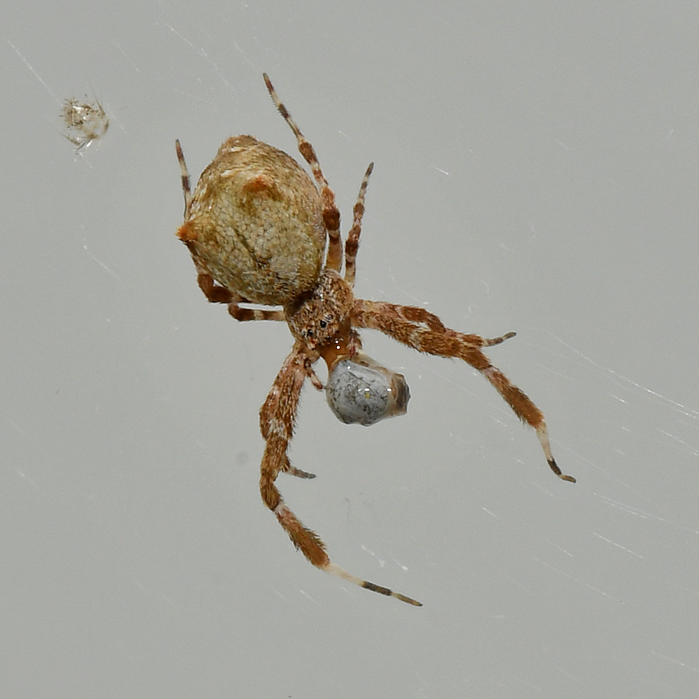 Spider2.jpg
