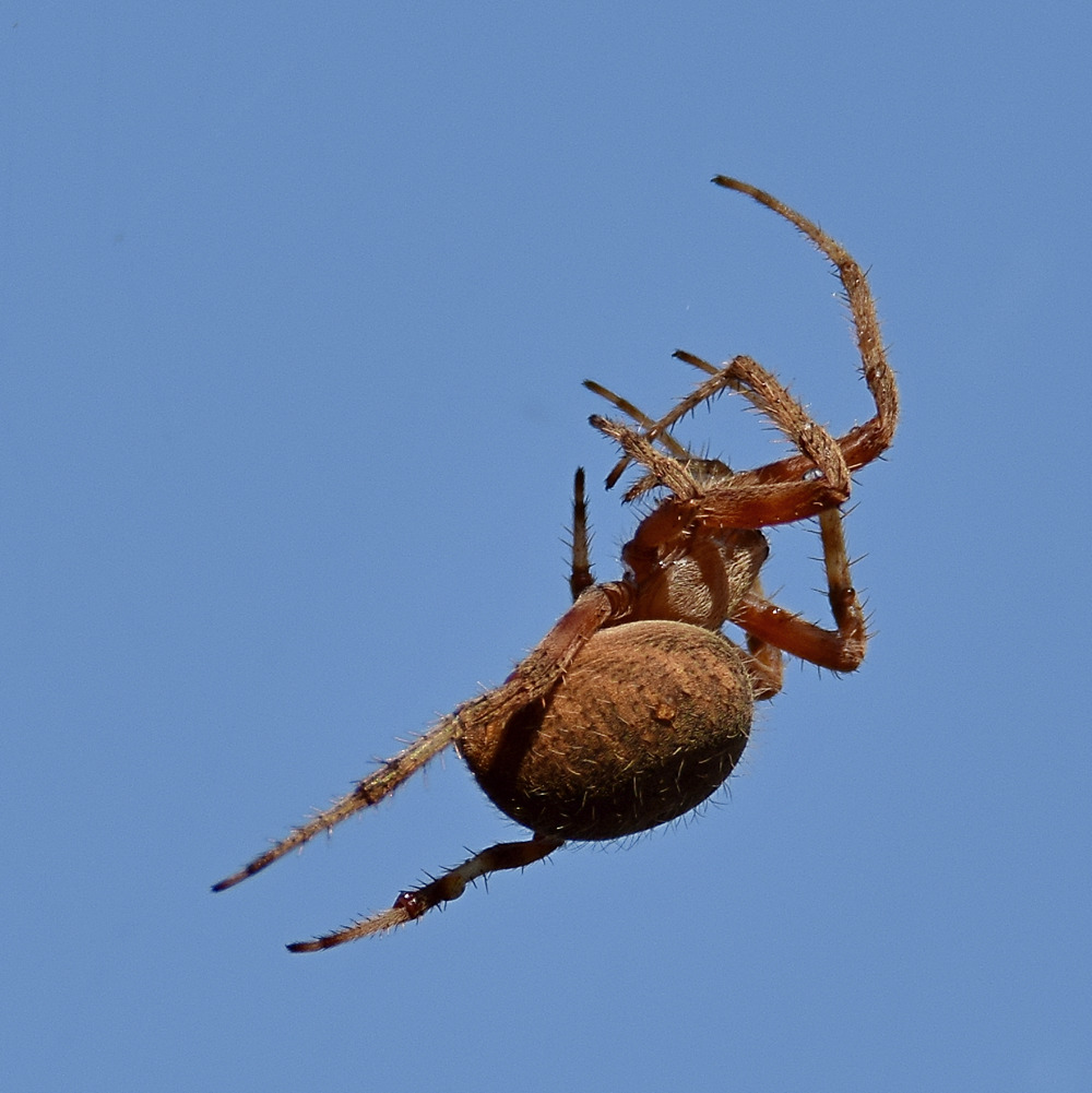 Spider2.jpg