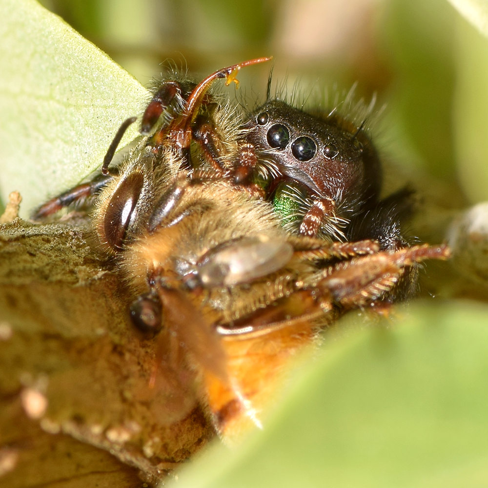 Spider2.jpg