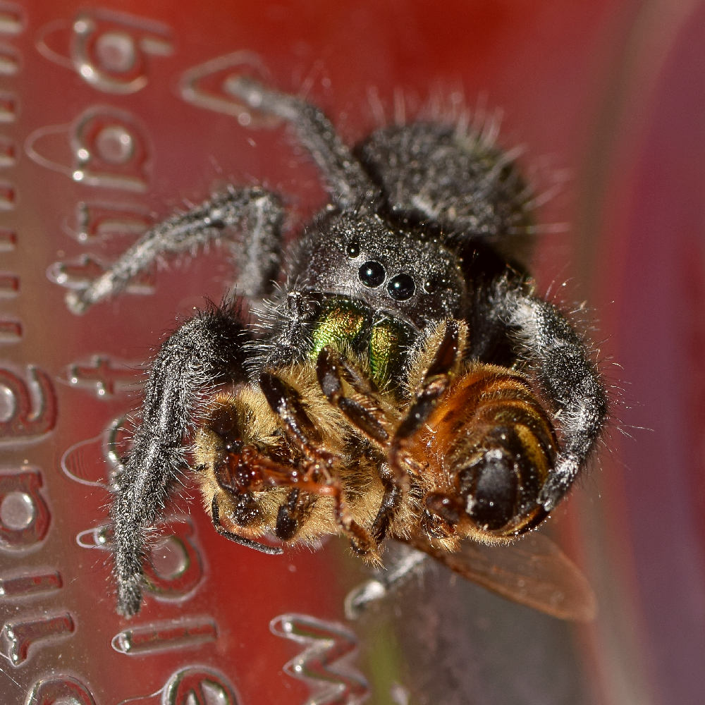 Spider2.jpg