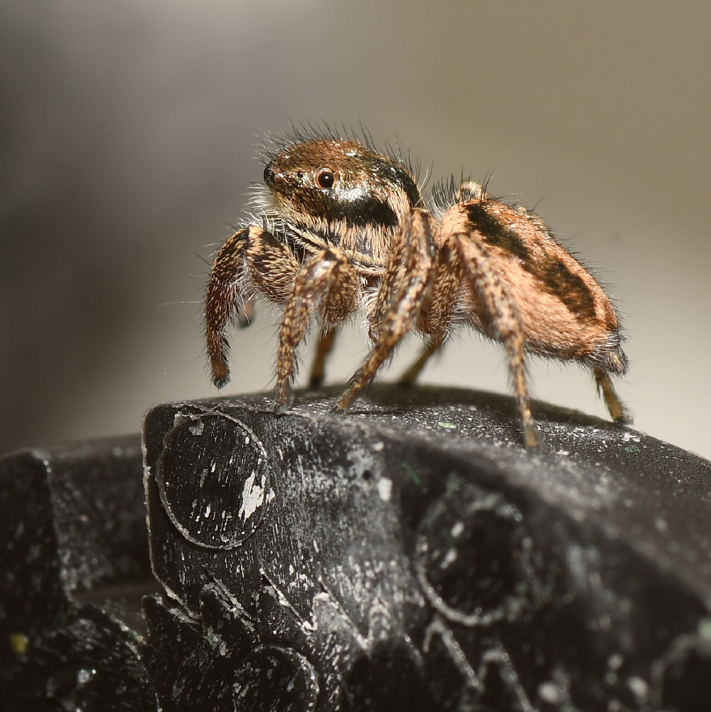 Spider2.jpg