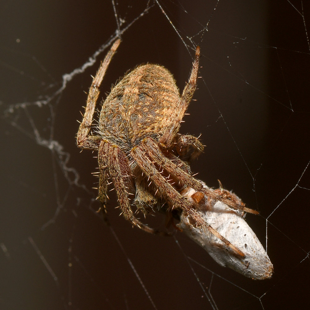 Spider2.jpg