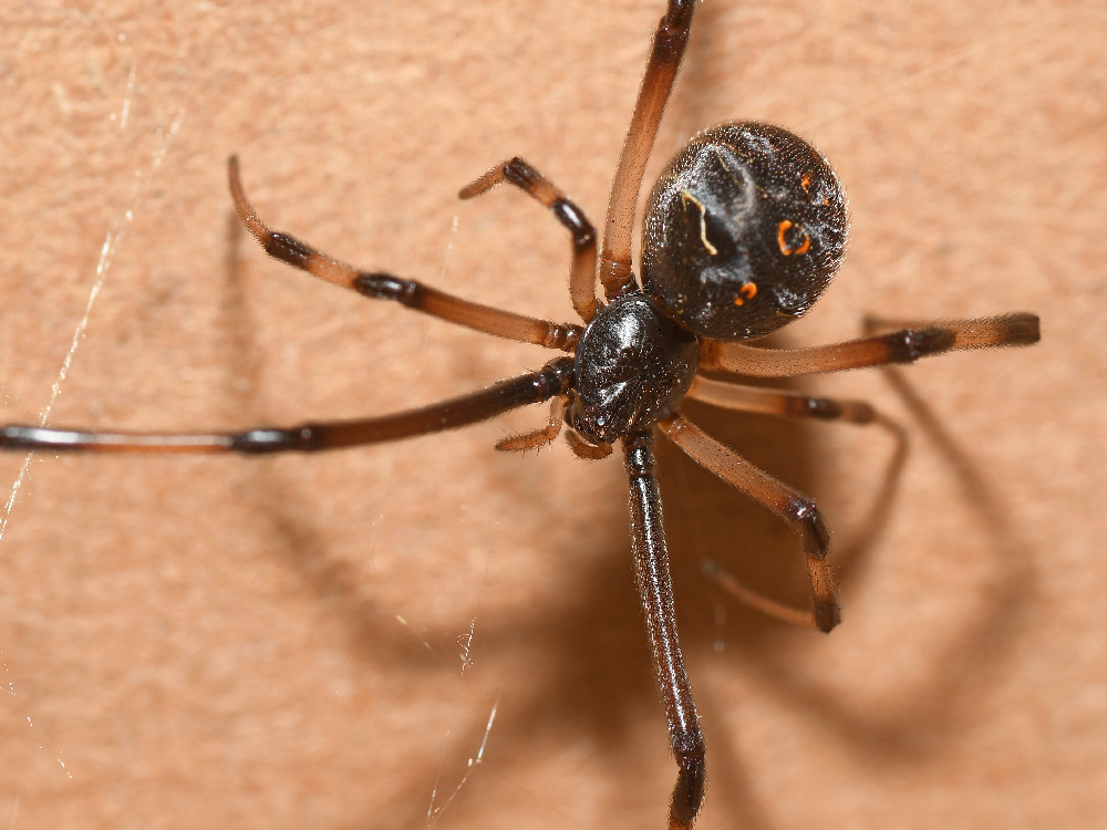 Spider2.jpg