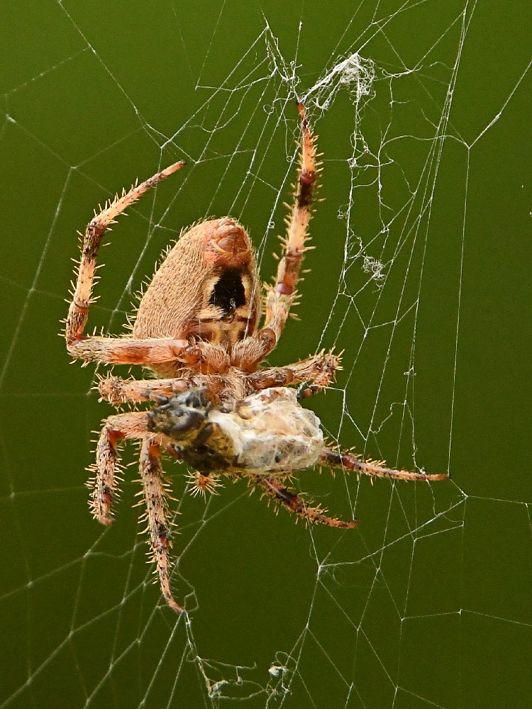 Spider2.jpg