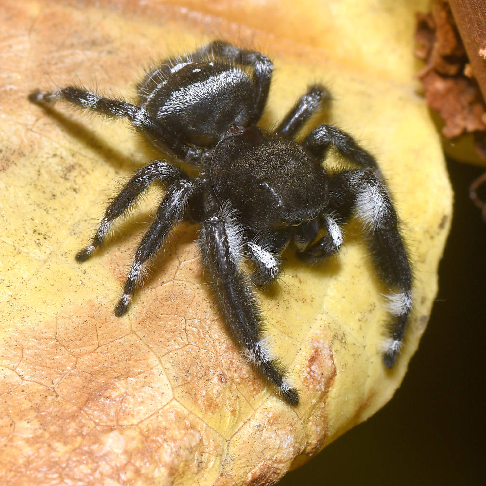Spider2.jpg