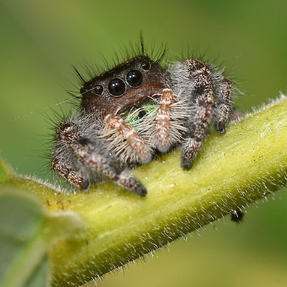 Spider2.jpg