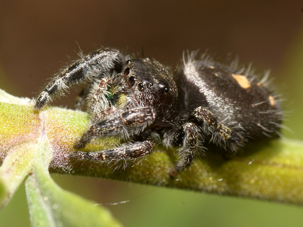 Spider2.jpg