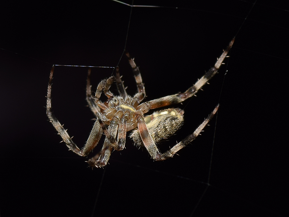 Spider2.jpg