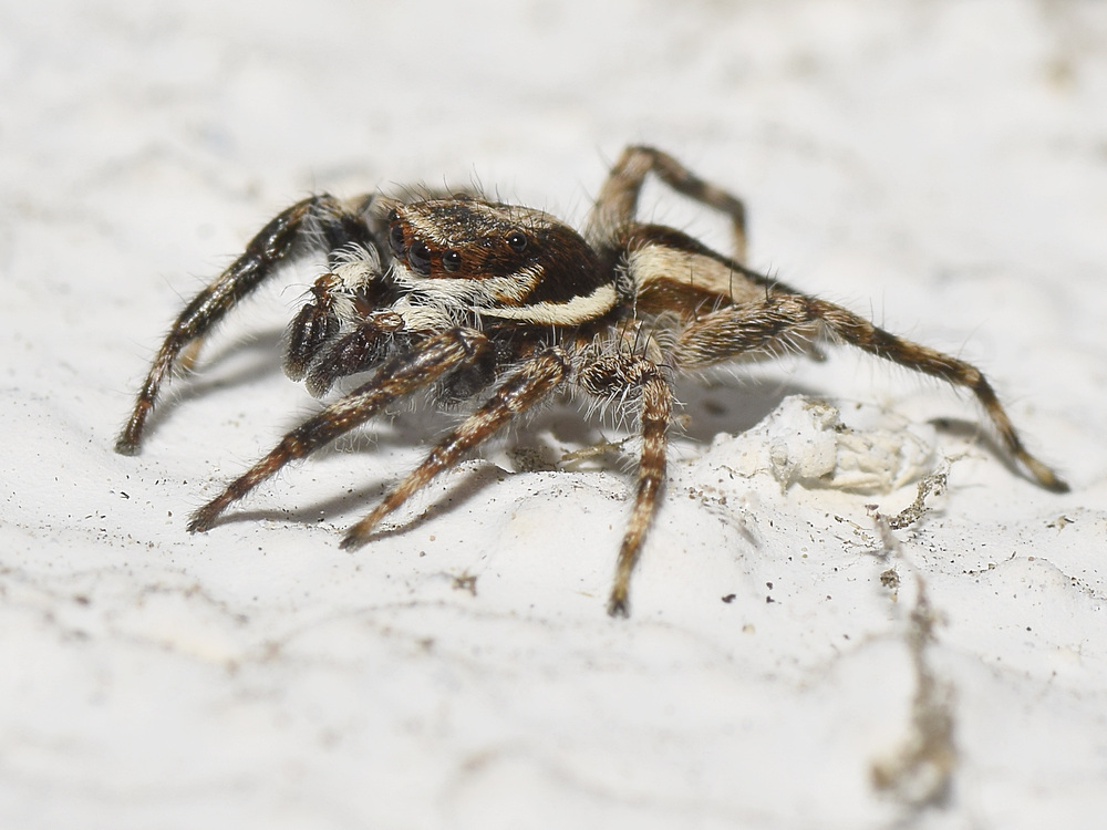 Spider2.jpg
