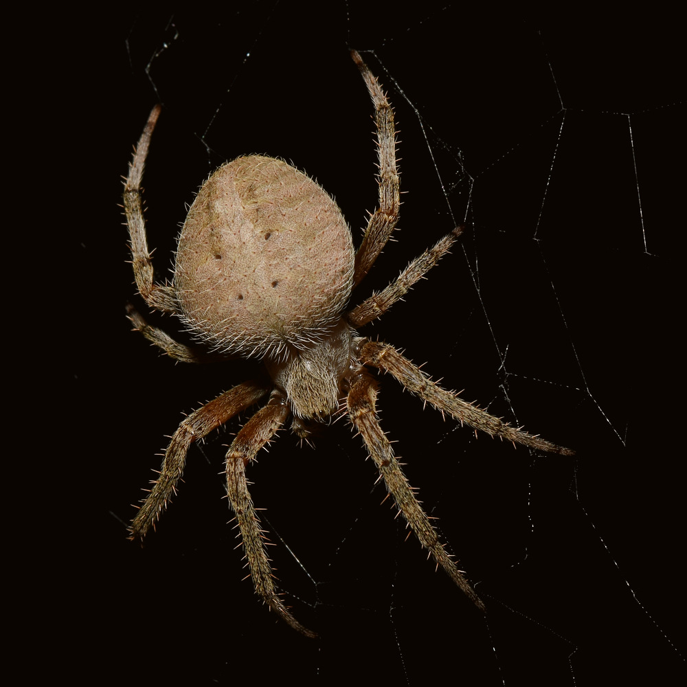 Spider2.jpg