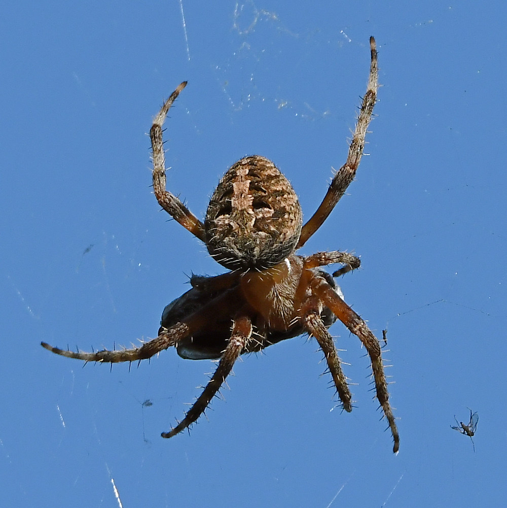 Spider2.jpg