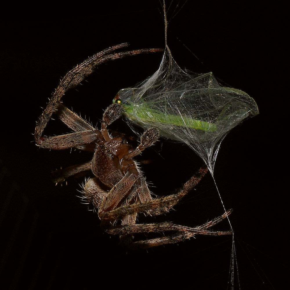 Spider2.jpg