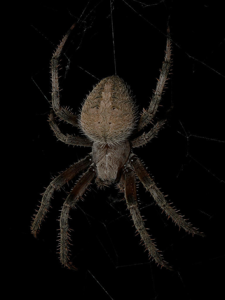 Spider2.jpg